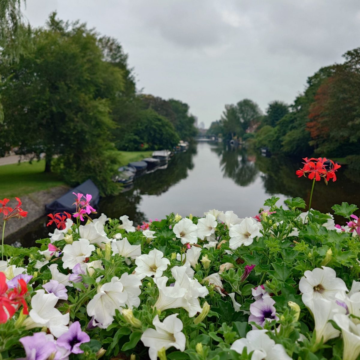 GINI local experiences Netherlands