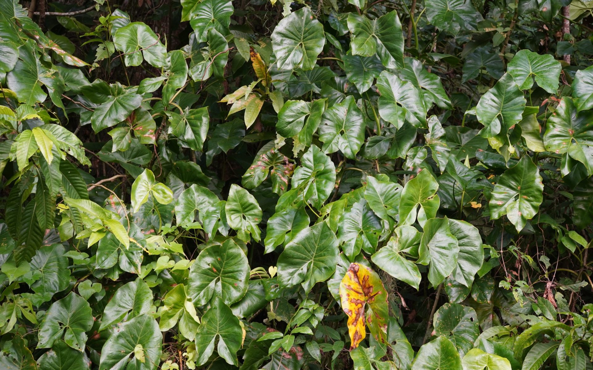 GINI.travel - Suriname 2