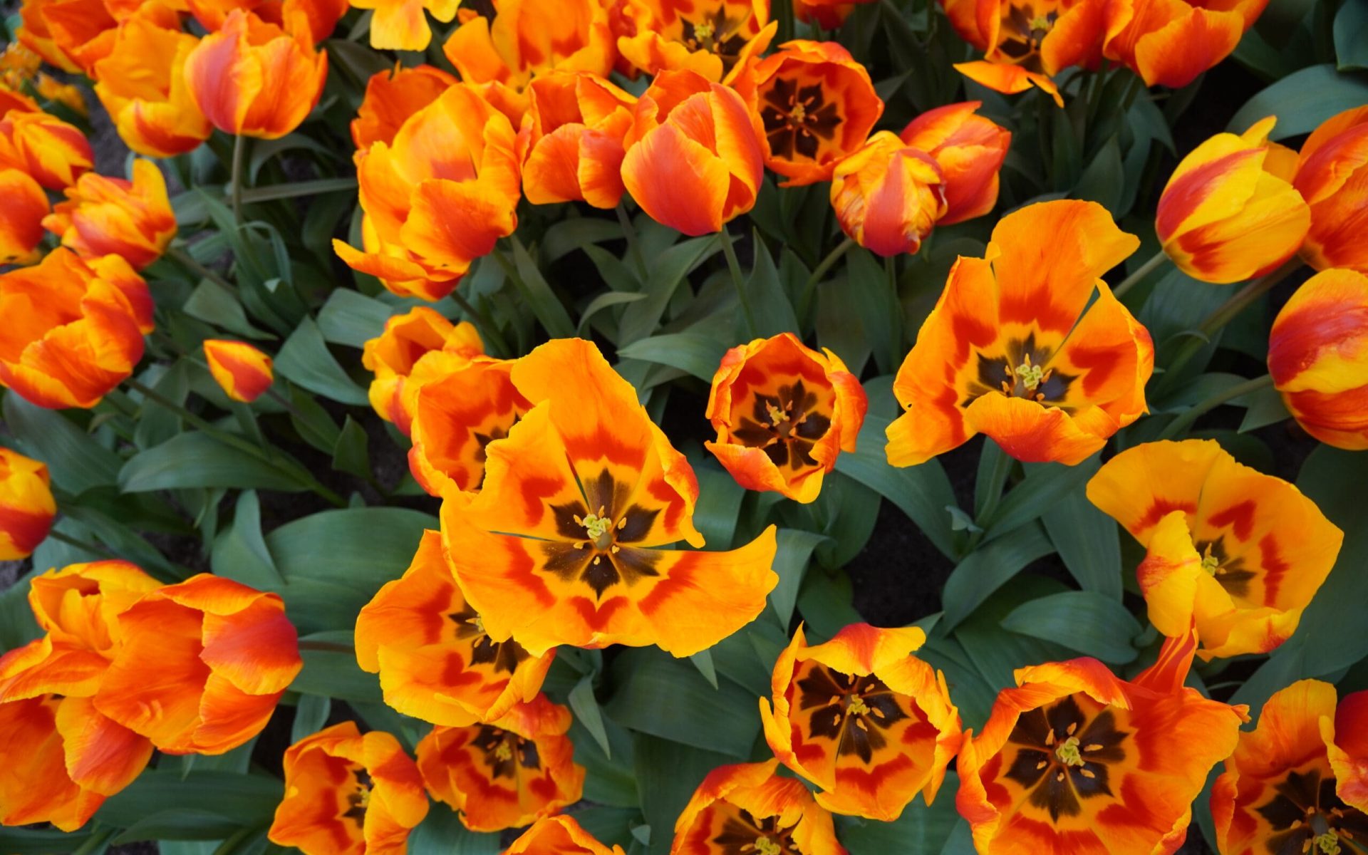 Vibrant orange tulips in full bloom