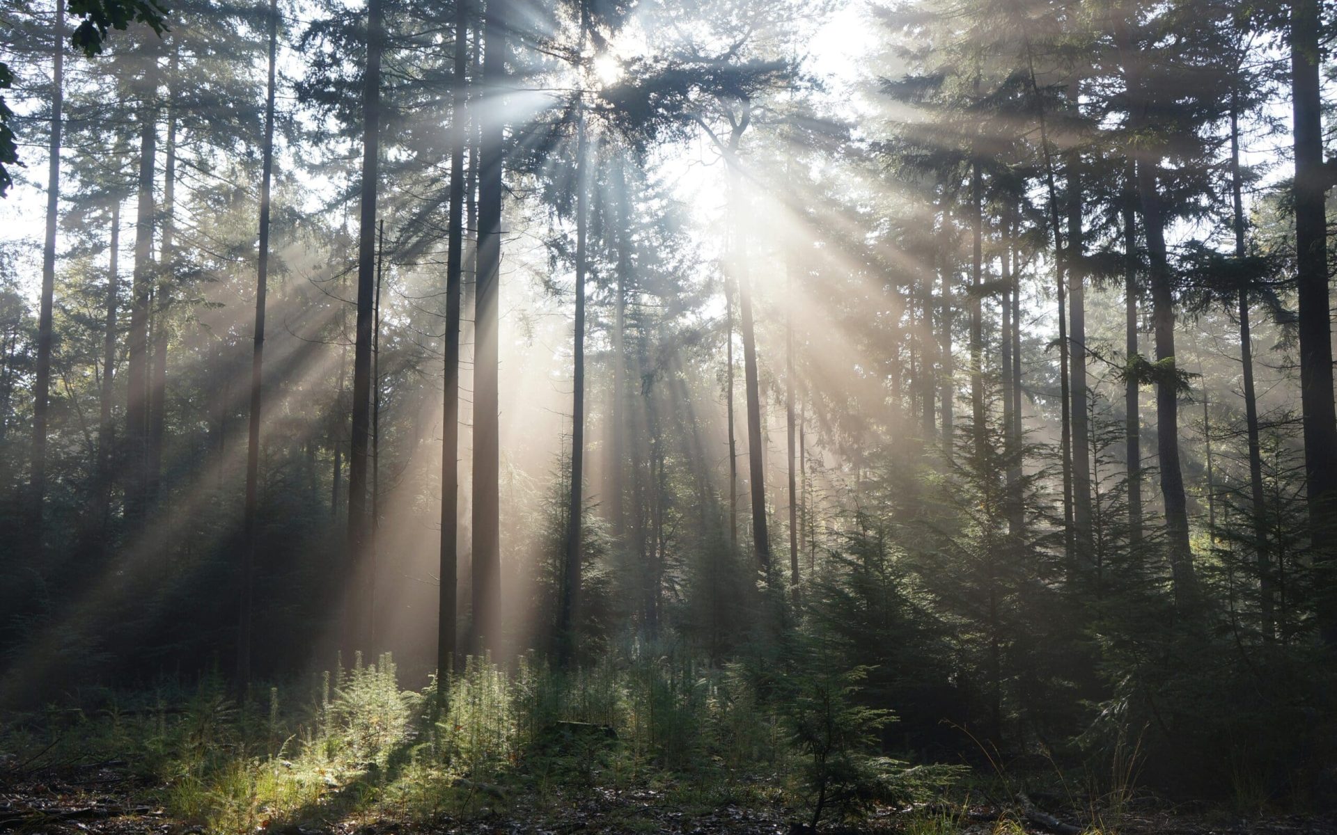 GINI travel Netherlands